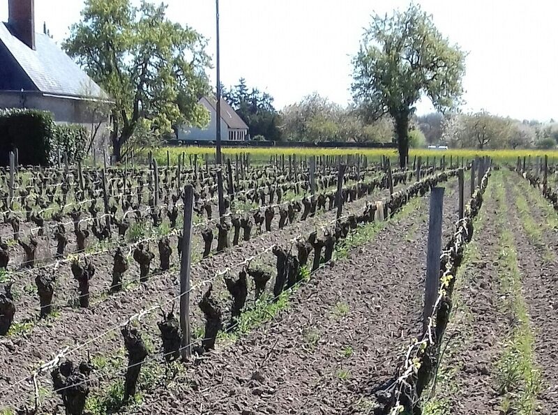 Vignoble Tévenot